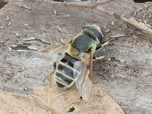 Yellow-shouldered Drone Fly