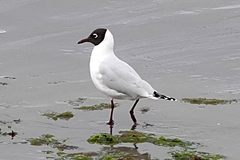 Chroicocephalus maculipennis