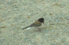 Junco hyemalis