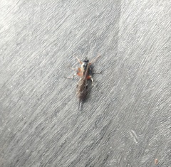 Itoplectis