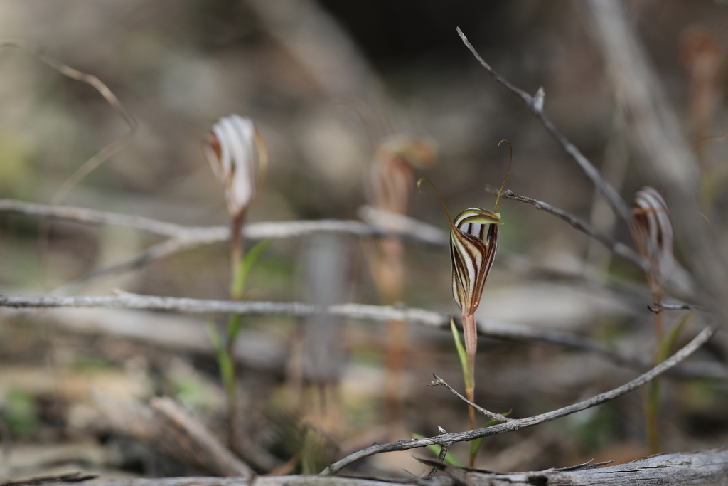 Pterostylis brevichila