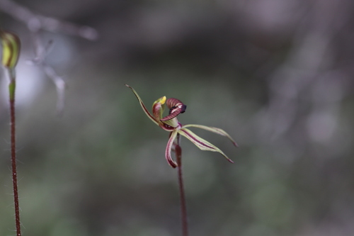 Short-sepalled spider orchid (Caladenia brevisura)