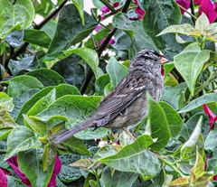 Zonotrichia leucophrys