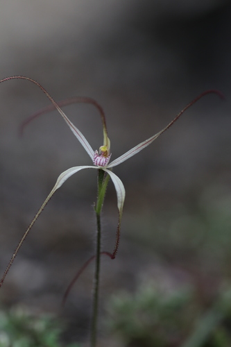 western wispy spider orchid (Caladenia microchila)