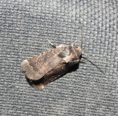 Proteuxoa nyctereutica