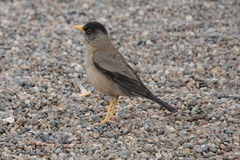 Turdus falcklandii