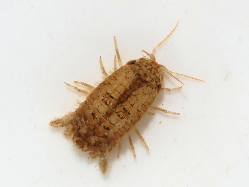 Cymodoce truncata