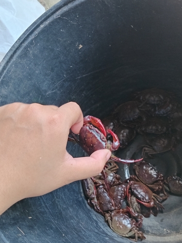 Bangkok Rice Paddy Crab