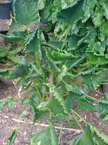 giant taro