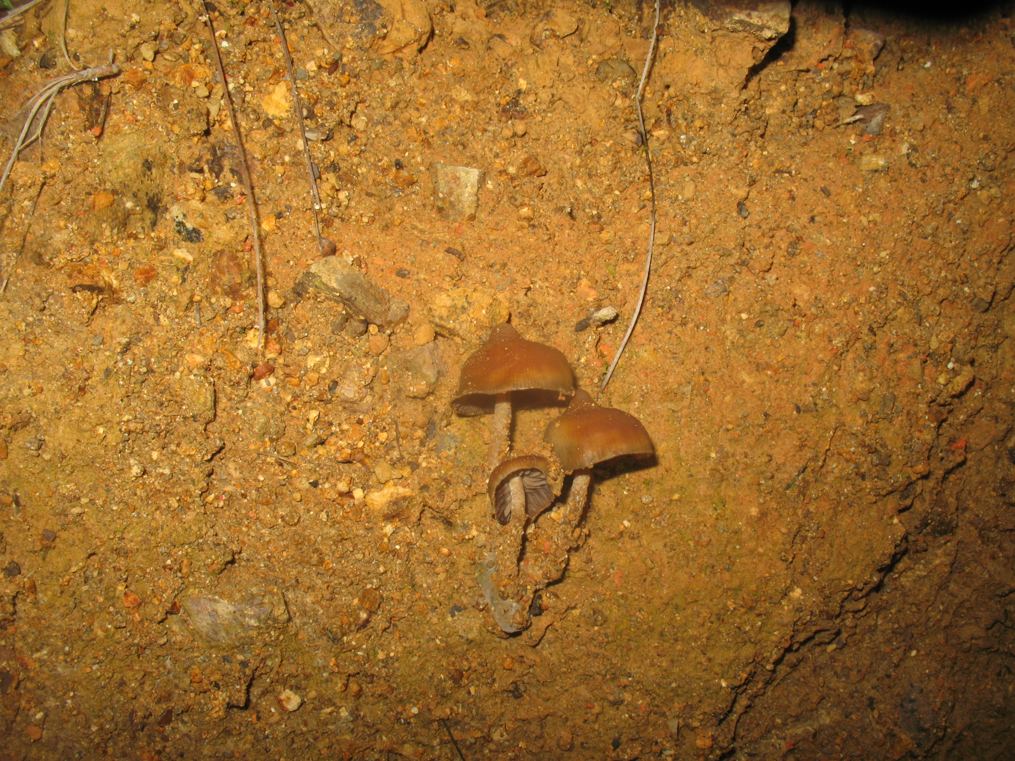 Psilocybe zapotecorum image