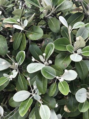 Pachystegia insignis