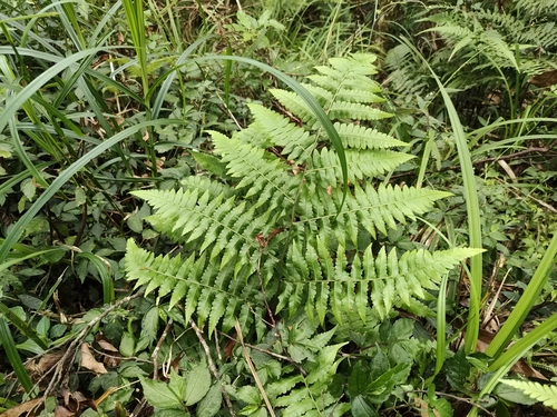 Diplazium virescens iNat (1)