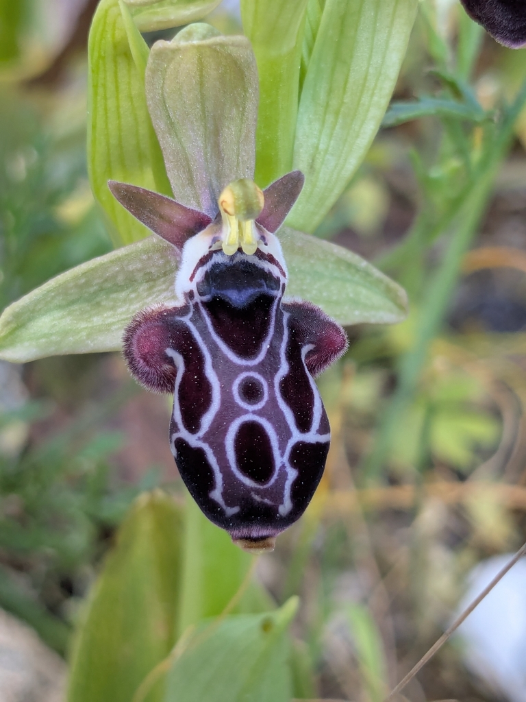 Ophrys kotschyi