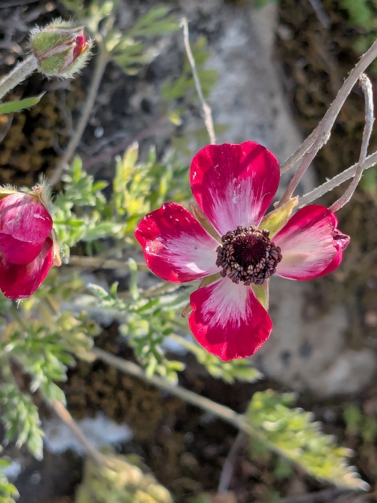 Ranunculus asiaticus, Mammari, Nicosia, CY