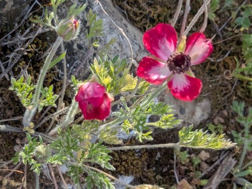 Ranunculus asiaticus