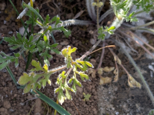 Ranunculus asiaticus