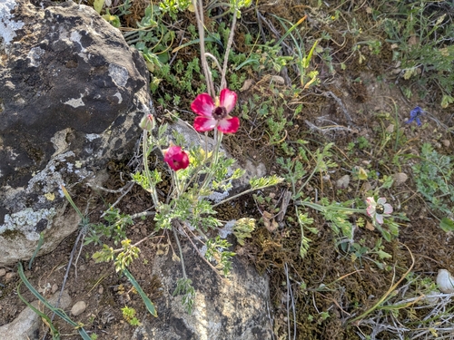 Ranunculus asiaticus