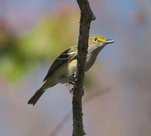 Vireo griseus image