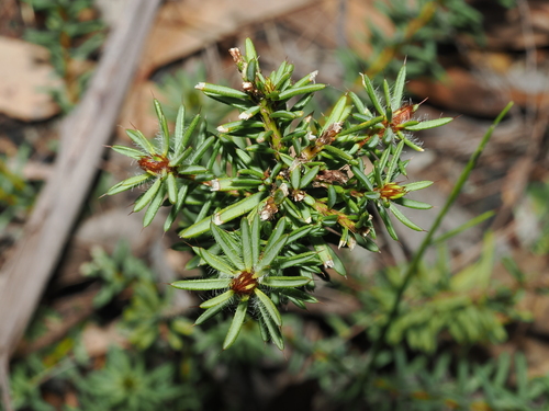 bearded bush-pea (Pultenaea aristata)