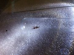 Poecilochroa