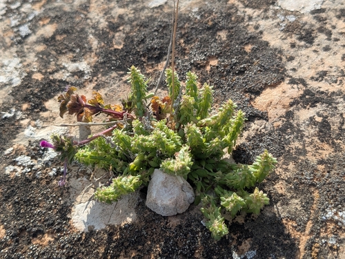 Hispid Valantia (Valantia hispida)