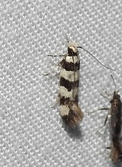 Macrobathra platychroa