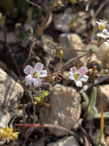 Painted Sandwort (Eremogone picta)
