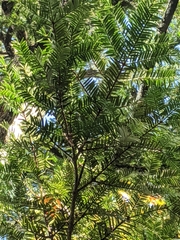 Torreya nucifera