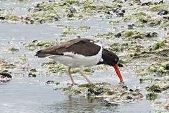 Haematopus palliatus