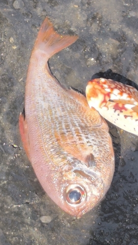 Pempheris malabarica observed 2025-09-14
