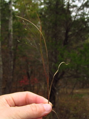 Panicum flexile