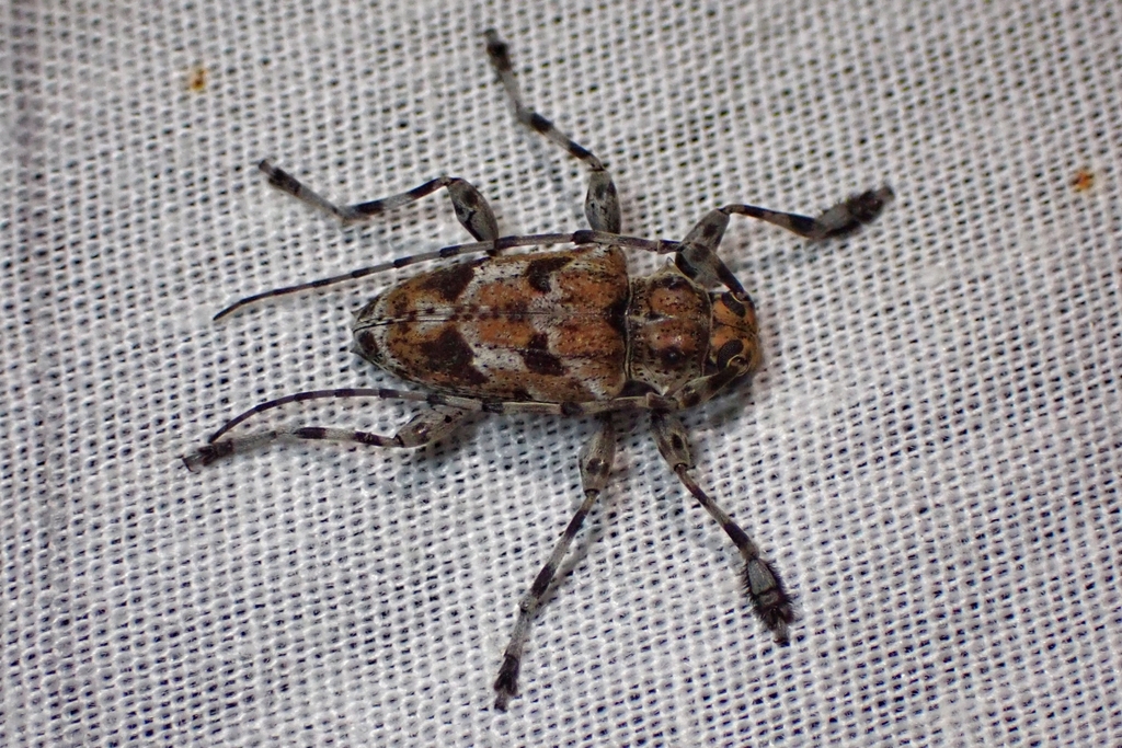 Psapharoctes