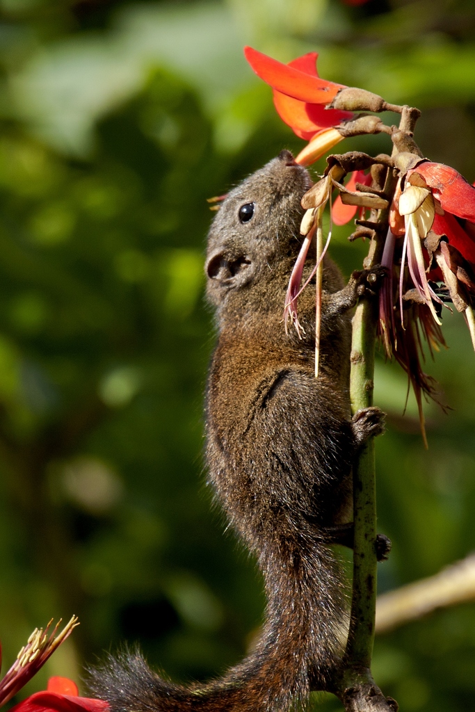 Dusky Palm Squirrel