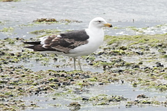 Larus dominicanus