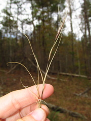 Sporobolus neglectus