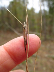 Sporobolus neglectus