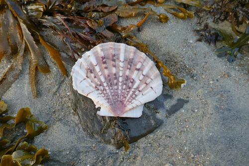 Pecten maximus