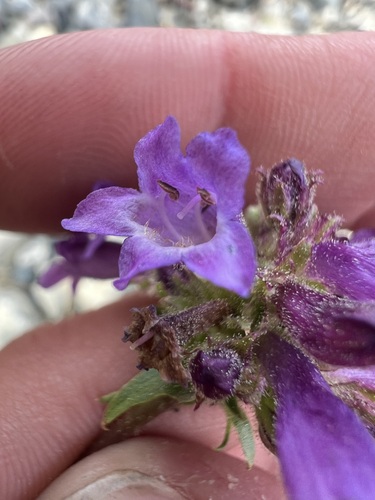 Sierra Penstemon (Penstemon heterodoxus)