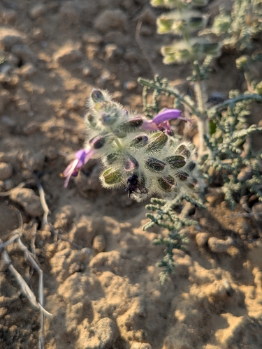 Libyan Wild Clary (Salvia lanigera)