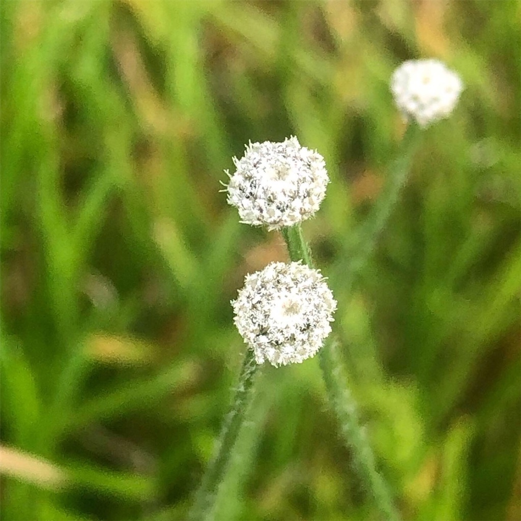 Southern Bogbutton