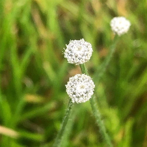 southern bogbutton (Lachnocaulon beyrichianum)
