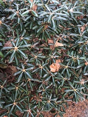 Rhododendron yakushimanum
