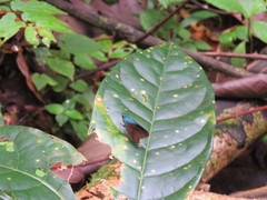 Astraptes