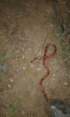 Micrurus dumerilii antioquiensis