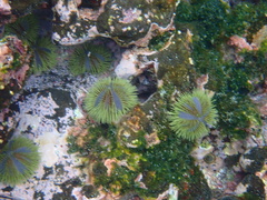 Lytechinus semituberculatus