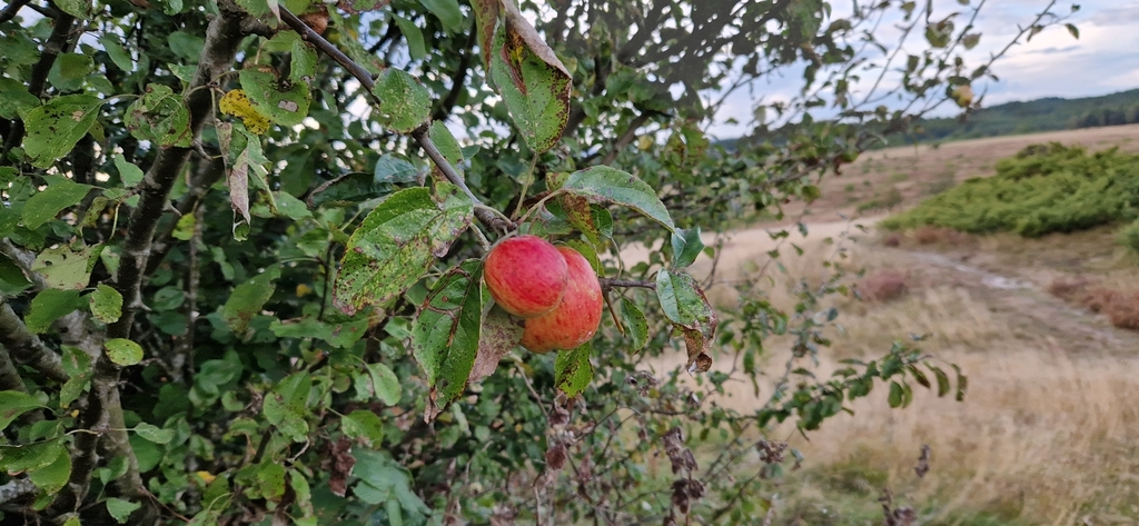 Malus domestica