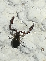 Neobisium