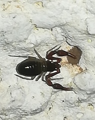 Neobisium