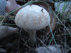 Amanita pelioma