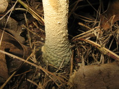 Amanita pelioma